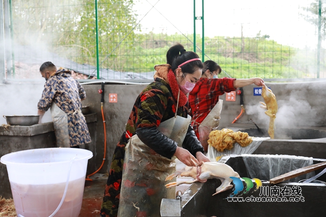 龙马潭区临时活禽集中屠宰场建成投用 日屠宰量达5000余只(图5)