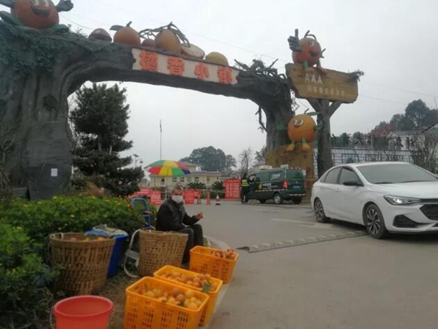 痛心！宜宾这里百万斤柑橘滞销！“求带走！”(图5)