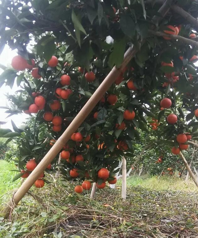 痛心！宜宾这里百万斤柑橘滞销！“求带走！”(图8)