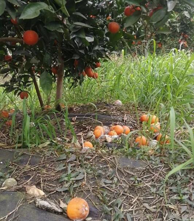 痛心！宜宾这里百万斤柑橘滞销！“求带走！”(图10)