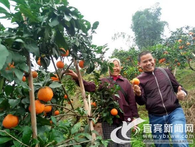 痛心！宜宾这里百万斤柑橘滞销！“求带走！”(图2)