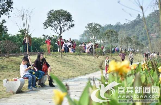 痛心！宜宾这里百万斤柑橘滞销！“求带走！”(图3)