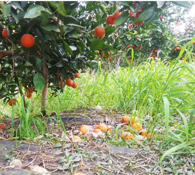 痛心！宜宾这里百万斤柑橘滞销！“求带走！”(图1)