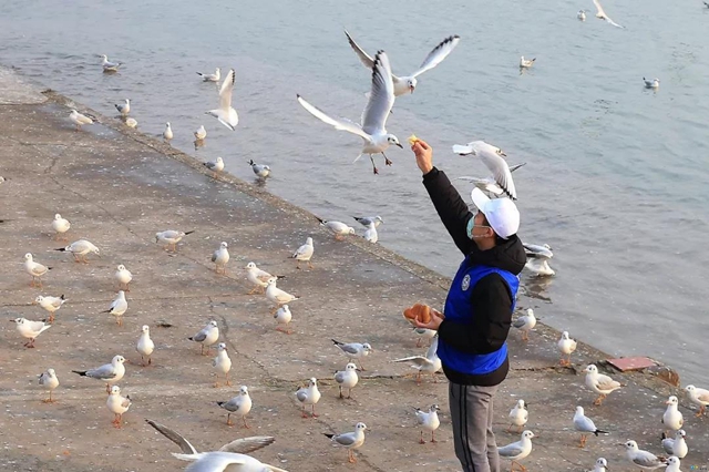 泸州市民朋友们别担心！红嘴鸥有专人照顾，鸥粮充足！(图4)
