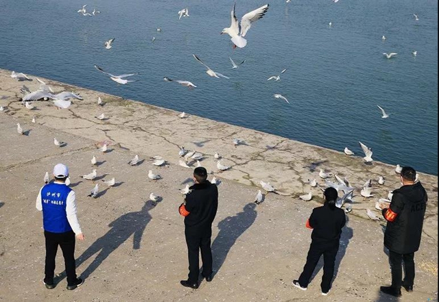 泸州市民朋友们别担心！红嘴鸥有专人照顾，鸥粮充足！(图2)