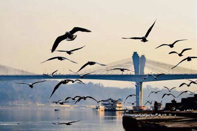 泸州市民朋友们别担心！红嘴鸥有专人照顾，鸥粮充足！(图8)