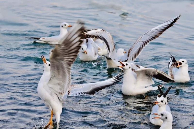 泸州市民朋友们别担心！红嘴鸥有专人照顾，鸥粮充足！(图7)
