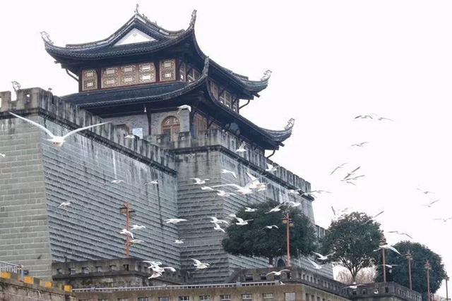 泸州市民朋友们别担心！红嘴鸥有专人照顾，鸥粮充足！(图5)