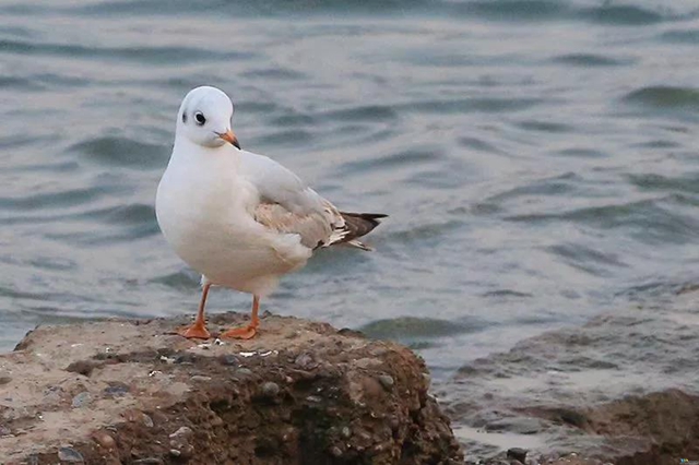 泸州市民朋友们别担心！红嘴鸥有专人照顾，鸥粮充足！(图6)