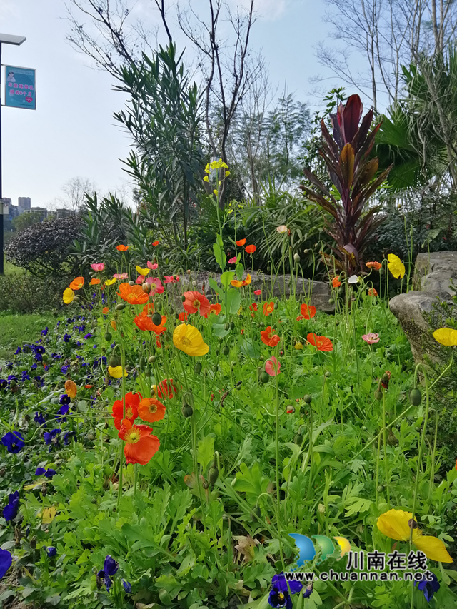 抗“疫”使命，泸州市评协继续在行动—— 部分会员作品选编（总第10期）(图4)