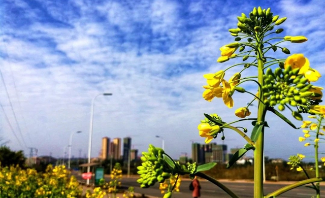 再访双加，悲伤而艰难地自愈(图4)