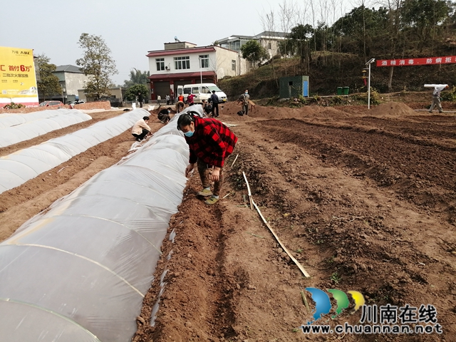 泸县潮河镇:二月春耕忙,播种新希望(图3) 泸县潮河镇:二月春耕忙,播种新希望(图3)