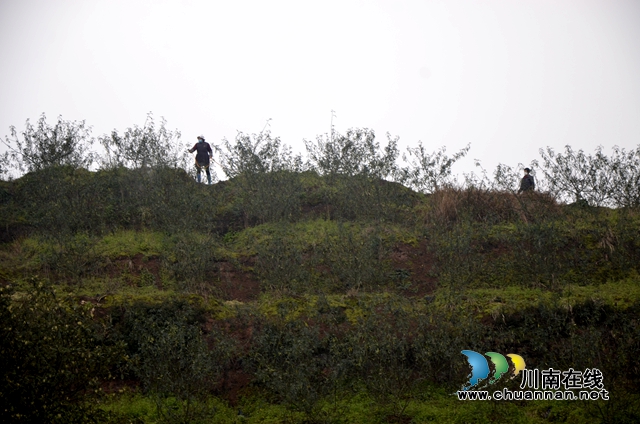 泸县太伏镇：荒芜“馒头山”变成致富“香饽饽”(图3)