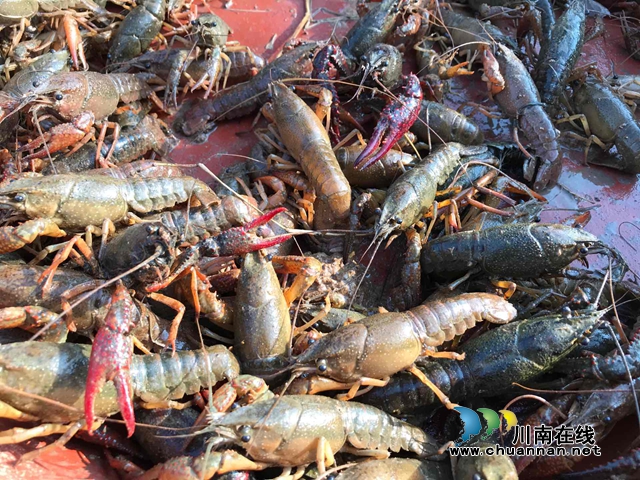 泸县：90后“第一书记”率先发力 微信售卖初春第一批小龙虾(图2)