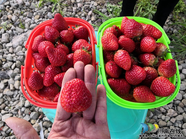 订单配送 限制入园  泸县立石镇草莓“出园”新方式(图1)