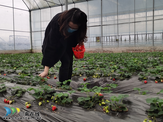 订单配送 限制入园  泸县立石镇草莓“出园”新方式(图2)