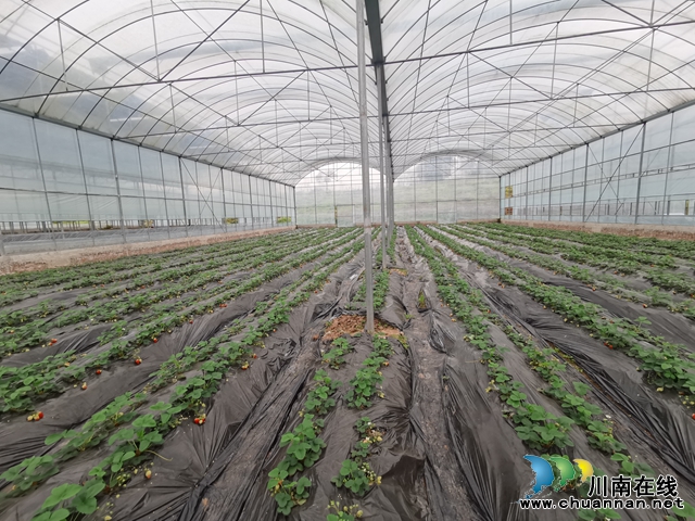 订单配送 限制入园  泸县立石镇草莓“出园”新方式(图4)