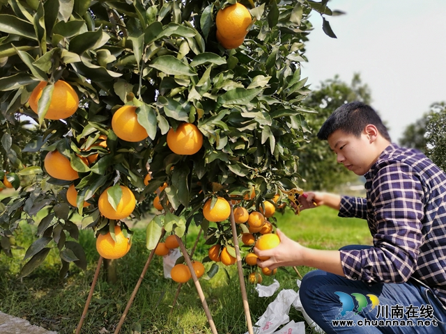 泸县龙马祠专业合作社邀请你品尝果子购买苗子(图2) 泸县龙马祠专业合作社邀请你品尝果子购买苗子(图2)