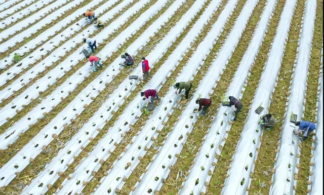 当好“保姆”+“保镖”,江阳全力以“复”(图16) 当好“保姆”+“保镖”,江阳全力以“复”(图16)