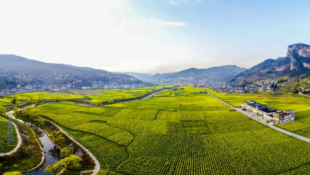 泸州古蔺：春已来临 云端赏花正当时(图1)