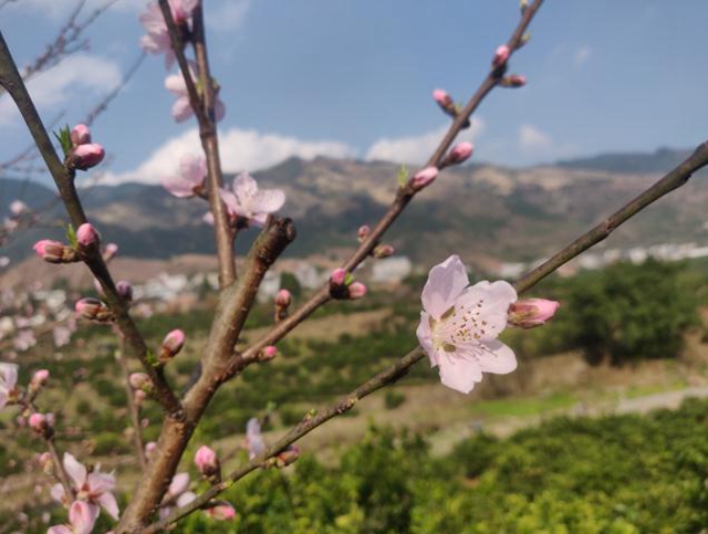 泸州古蔺：春已来临 云端赏花正当时(图2)