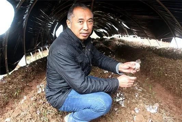 纳溪白节张治国：大球盖菇外销受阻　加工存储止损(图1)