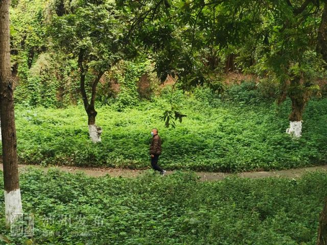 泸州张坝桂圆林公园今日起开放，每日限流5000人(图2)