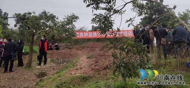 泸州市龙眼良种高换示范项目技术培训会在太伏镇召开(图3) 泸州市龙眼良种高换示范项目技术培训会在太伏镇召开(图3)