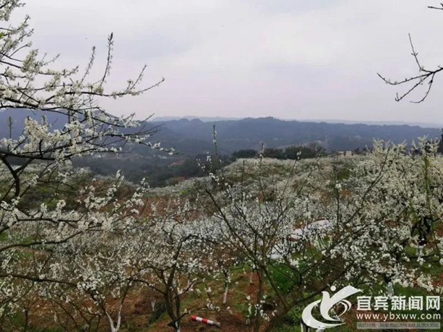 央视点赞宜宾的春花（美图、视频）(图4)