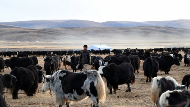 为有源头活水来——四川藏区筑牢生态安全屏障(图2) 为有源头活水来——四川藏区筑牢生态安全屏障(图2)
