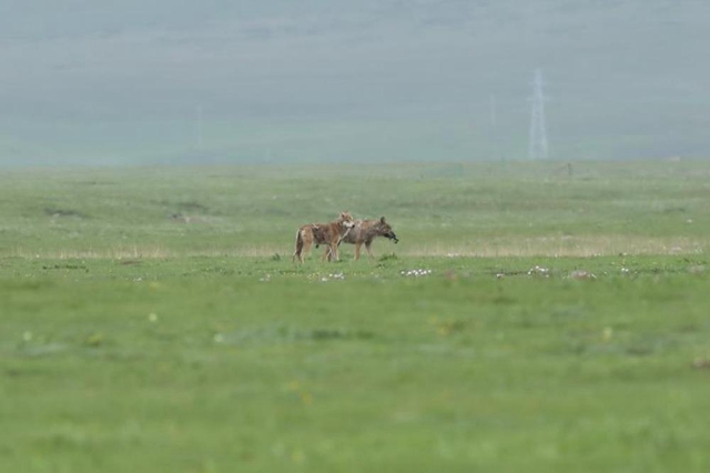 为有源头活水来——四川藏区筑牢生态安全屏障(图3) 为有源头活水来——四川藏区筑牢生态安全屏障(图3)