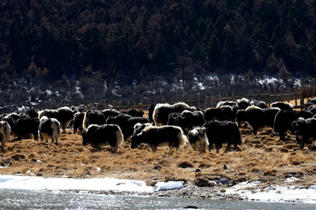 为有源头活水来——四川藏区筑牢生态安全屏障(图7) 为有源头活水来——四川藏区筑牢生态安全屏障(图7)
