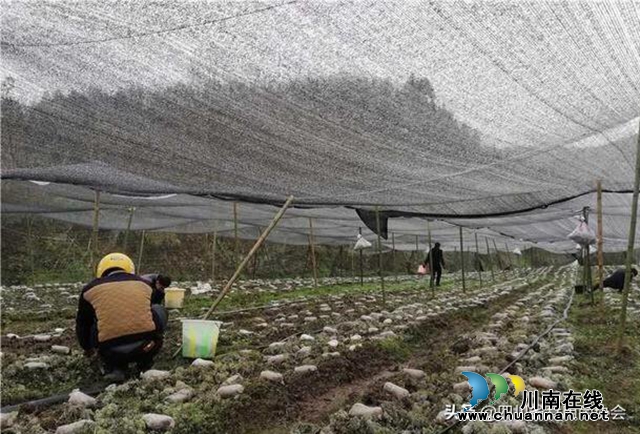 吃了大补还能助山区群众脱贫增收，古蔺“阳雀雀”来了！(图6)