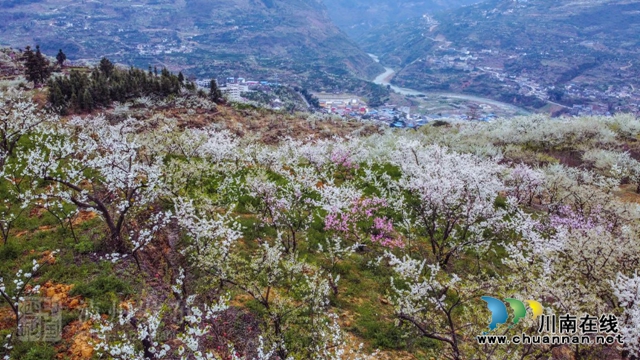 “云”赏泸州丨赤水河畔桃李芬芳，叙永这些地方美翻了！(图5)