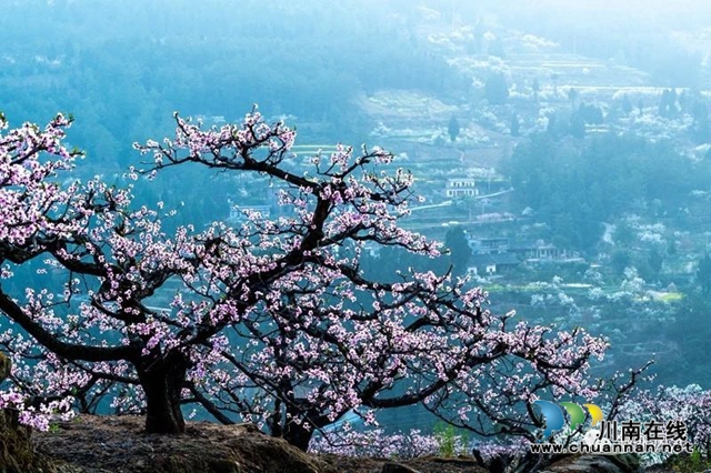 “云”赏泸州丨赤水河畔桃李芬芳，叙永这些地方美翻了！(图13)