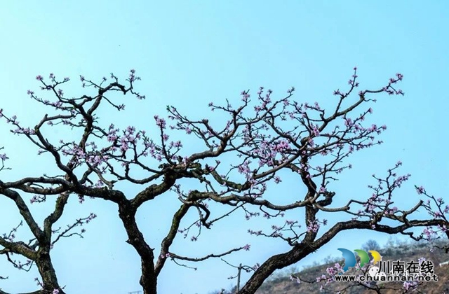 “云”赏泸州丨赤水河畔桃李芬芳，叙永这些地方美翻了！(图15)