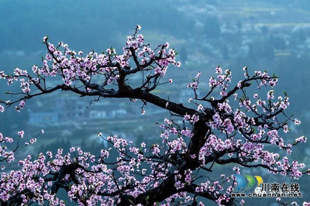 “云”赏泸州丨赤水河畔桃李芬芳，叙永这些地方美翻了！(图14)