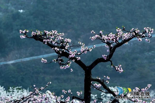 “云”赏泸州丨赤水河畔桃李芬芳，叙永这些地方美翻了！(图10)