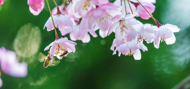 【西南医大中医院·提醒】这两天要出门赏花的嬢嬢些要注意了！(图2)