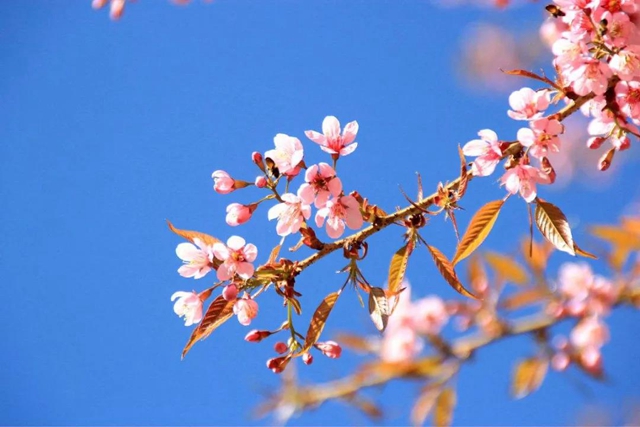 【西南医大中医院·提醒】这两天要出门赏花的嬢嬢些要注意了！(图1)