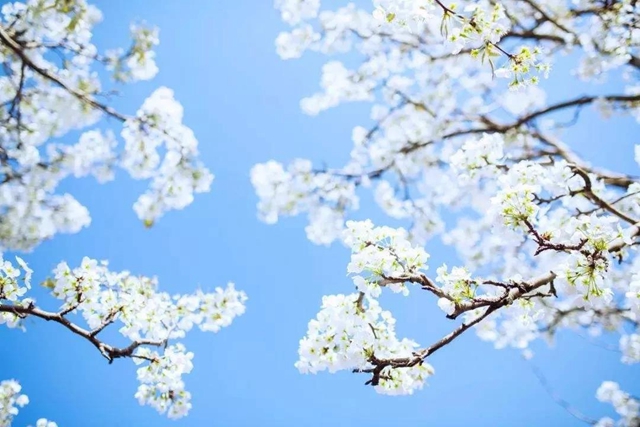 【西南医大中医院·提醒】这两天要出门赏花的嬢嬢些要注意了！(图6)