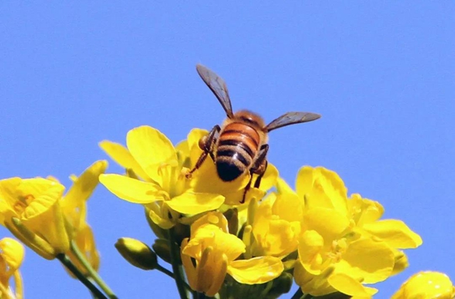 【西南医大中医院·提醒】这两天要出门赏花的嬢嬢些要注意了！(图9)