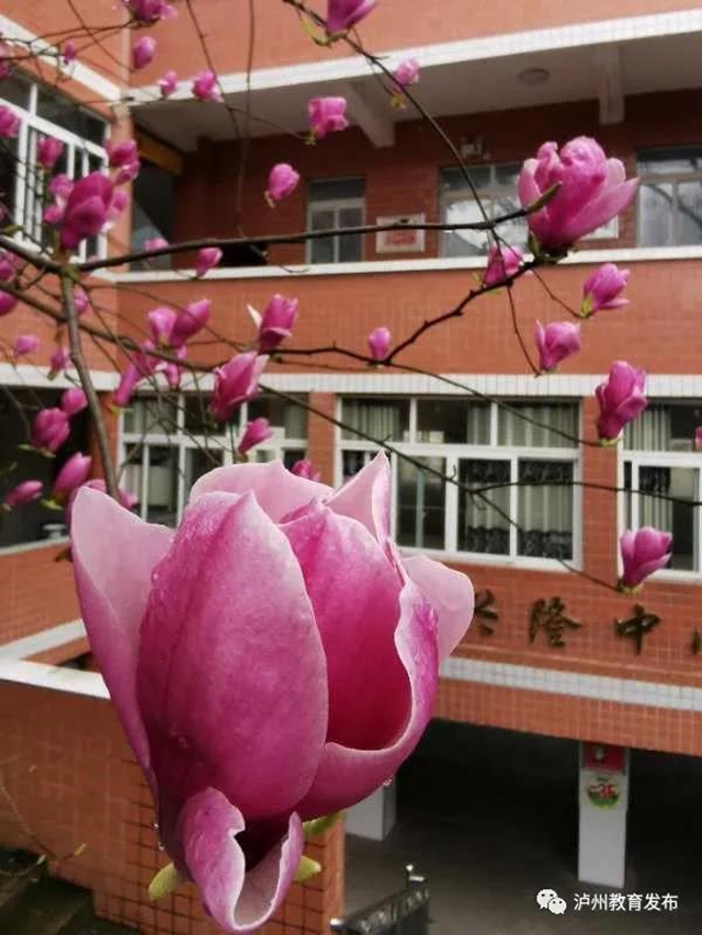 泸州：开学无需抢跑！全市开学复课准备工作正有序推进(图4)