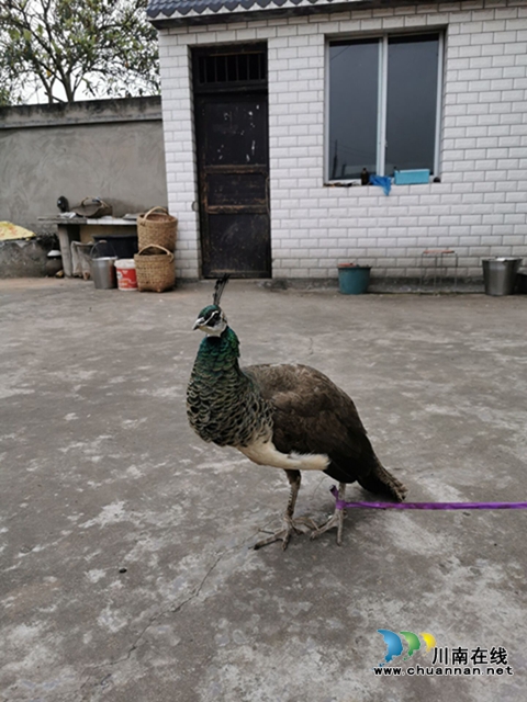 泸县玉蟾街道：送“野生孔雀”回家，市民接连点赞(图1)