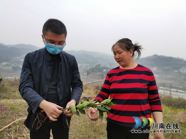 泸县得胜镇:“田坎书记”脱贫路上忙 一心为民谋发展(图5) 泸县得胜镇:“田坎书记”脱贫路上忙 一心为民谋发展(图5)