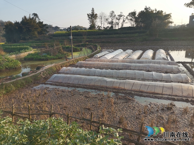 泸县云龙镇:疫情防控与春耕生产,齐抓共管双胜利(图3) 泸县云龙镇:疫情防控与春耕生产,齐抓共管双胜利(图3)