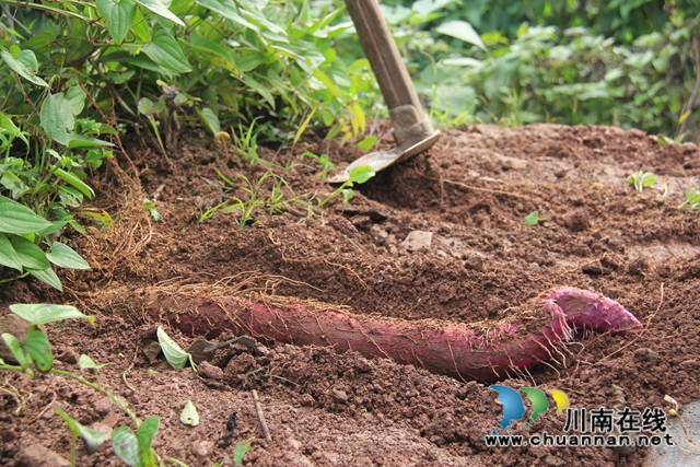 泸县云龙镇：蔬果联姻促融合，多点开花促增收(图14)