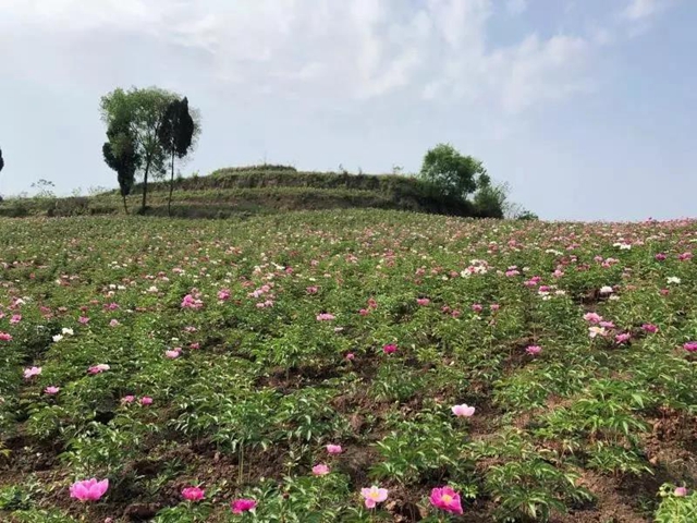 阳光明媚好踏春！内江这些地方有花有景有美食(图4)