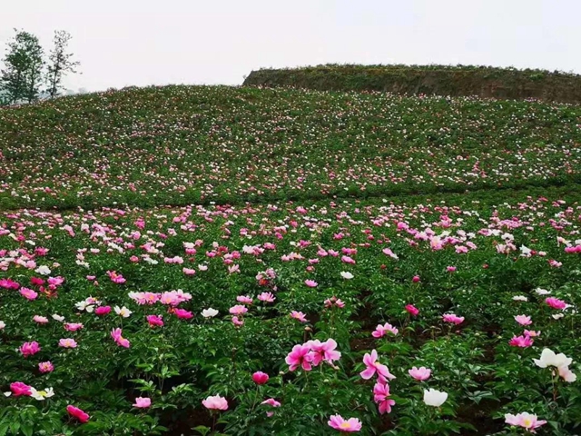 阳光明媚好踏春！内江这些地方有花有景有美食(图5)