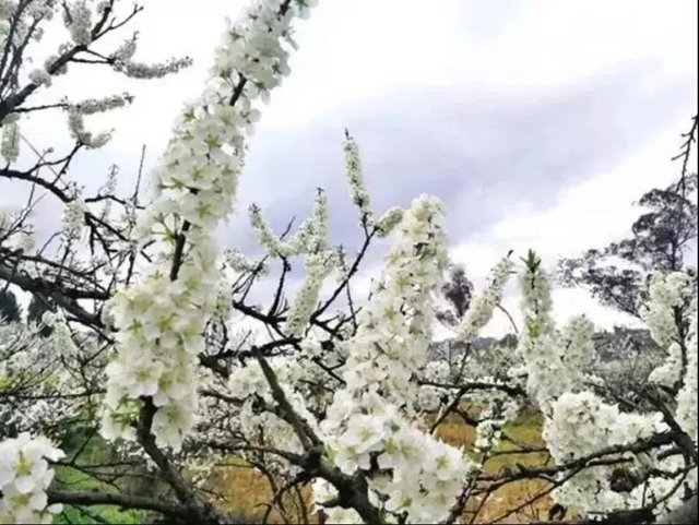 阳光明媚好踏春！内江这些地方有花有景有美食(图10)